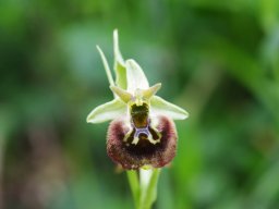 Ophrys_parvimaculata_San_Nicandro